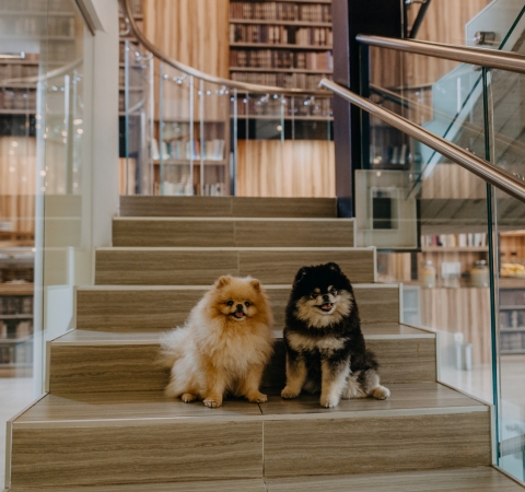 Pets' hotel