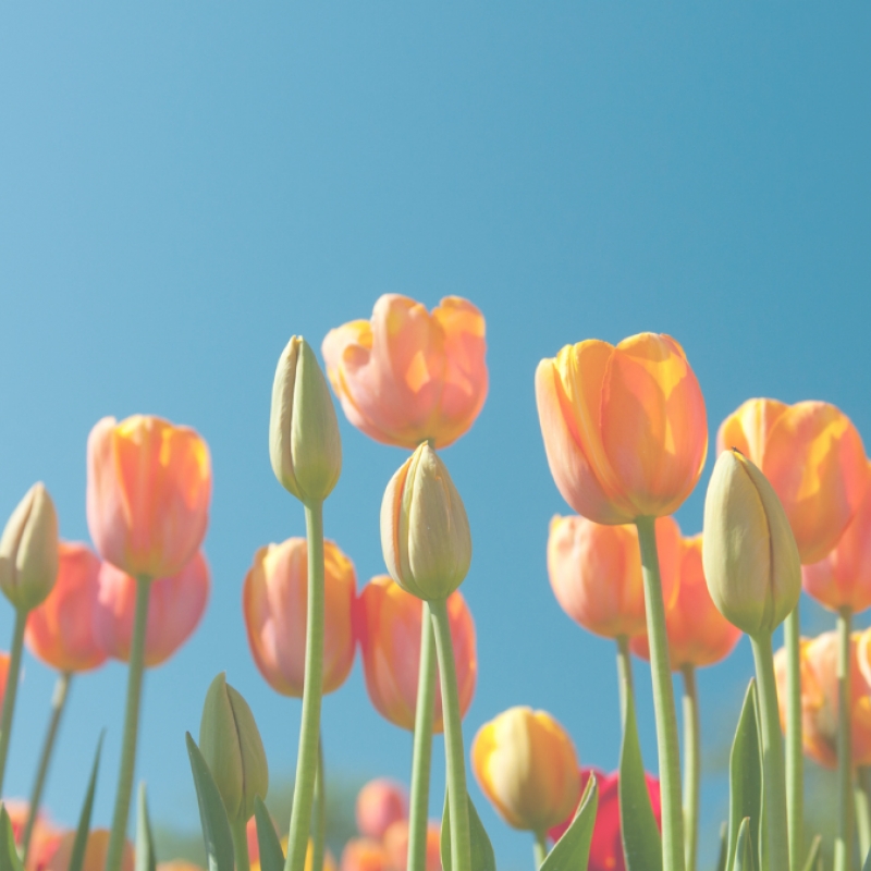 ITT A TAVASZ ÉS ITT VAN 15% KEDVEZMÉNYES AJÁNLATUNK IS!